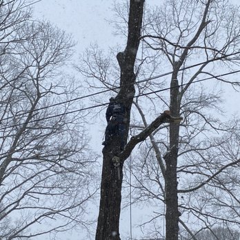 A Plus Tree Service - Tree Services Near Me - Georgetown, Delaware A Plus Tree Service - Tree Services Near Me - Georgetown, Delaware