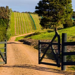 Peacock Sky Vineyard