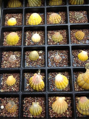 Rainbow Bridge Gift Shop by null