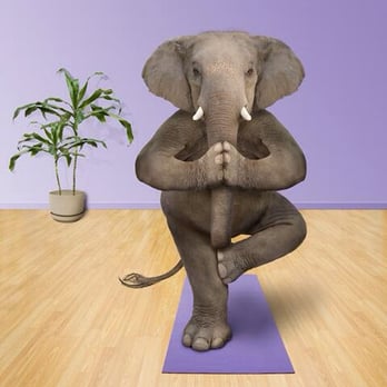 Yoga Ireland - Yoga Near Me - Celbridge, KE