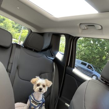 TLC Doggy Day Spa - What happened?????   Shaved to his skin - Pet Groomers Near Me - Syosset, New York