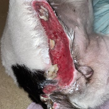 Abrams Forest Veterinary Clinic - Malpractice - Veterinarians Near Me - Dallas, Texas