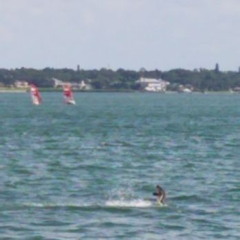 Backwaters on Sand Key - Pelicans diving for fish! - Seafood Near Me - Clearwater Beach, Florida Backwaters on Sand Key - Pelicans diving for fish! - Seafood Near Me - Clearwater Beach, Florida