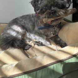 Bel Air Pet Care - Sim post grooming