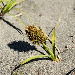 Iona Beach Park