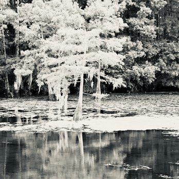 Orlando Wetlands - Parks Near Me - Christmas, Florida