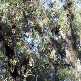 Coronado Butterfly Preserve - Parks Near Me - Goleta, California Coronado Butterfly Preserve - Parks Near Me - Goleta, California
