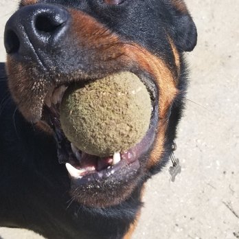 Dog Tired - You're probably not getting that ball back - Dog Walkers Near Me - San Diego, California Dog Tired - You're probably not getting that ball back - Dog Walkers Near Me - San Diego, California
