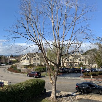 Koala Tree Care - After - Tree Services Near Me - Santa Cruz, California Koala Tree Care - After - Tree Services Near Me - Santa Cruz, California