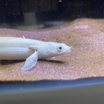 Your Pet Fish - Local Fish Stores Near Me - Carrollton, Texas