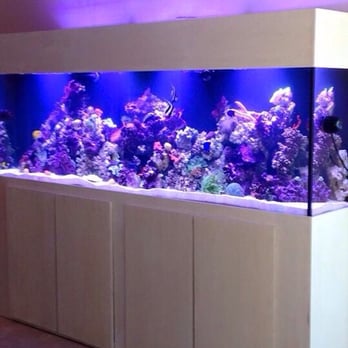 Get Tanked Aquariums - Get Tanked Aquariums 602-320-7304 - Aquarium Services Near Me Get Tanked Aquariums - Get Tanked Aquariums 602-320-7304 - Aquarium Services Near Me