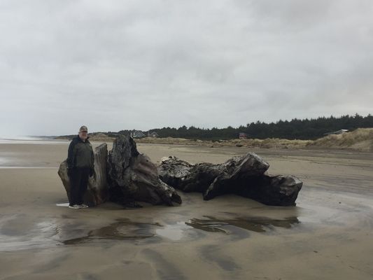 Beachside State Park by null