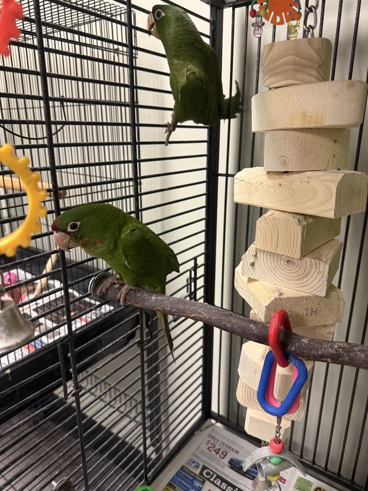 Jojo’s Flying Friends - pet boarding facility in Royal Oak, MI