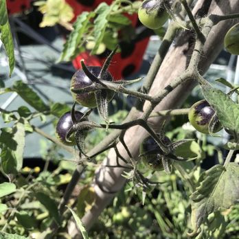 Cultivate the City - Hydroponics Near Me Cultivate the City - Hydroponics Near Me