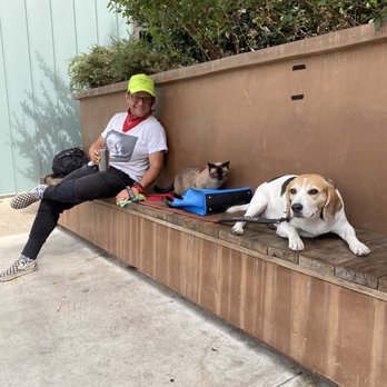 Blue Bottle Coffee - Fairfax - Socially distancing with Scotty the beagle & Miss Nessie, the tonkinese - Coffee & Tea Near Me - Los Angeles, California