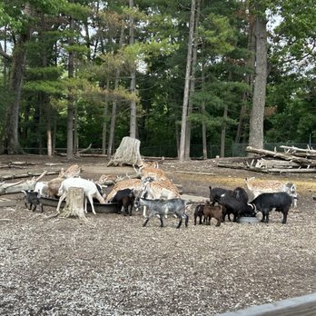 Olde Dutch - Goats and deer to enjoy - American Near Me - Logan, Ohio Olde Dutch - Goats and deer to enjoy - American Near Me - Logan, Ohio