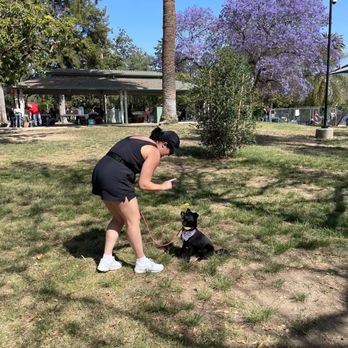 Puppy University - Pet Sitting Near Me Puppy University - Pet Sitting Near Me