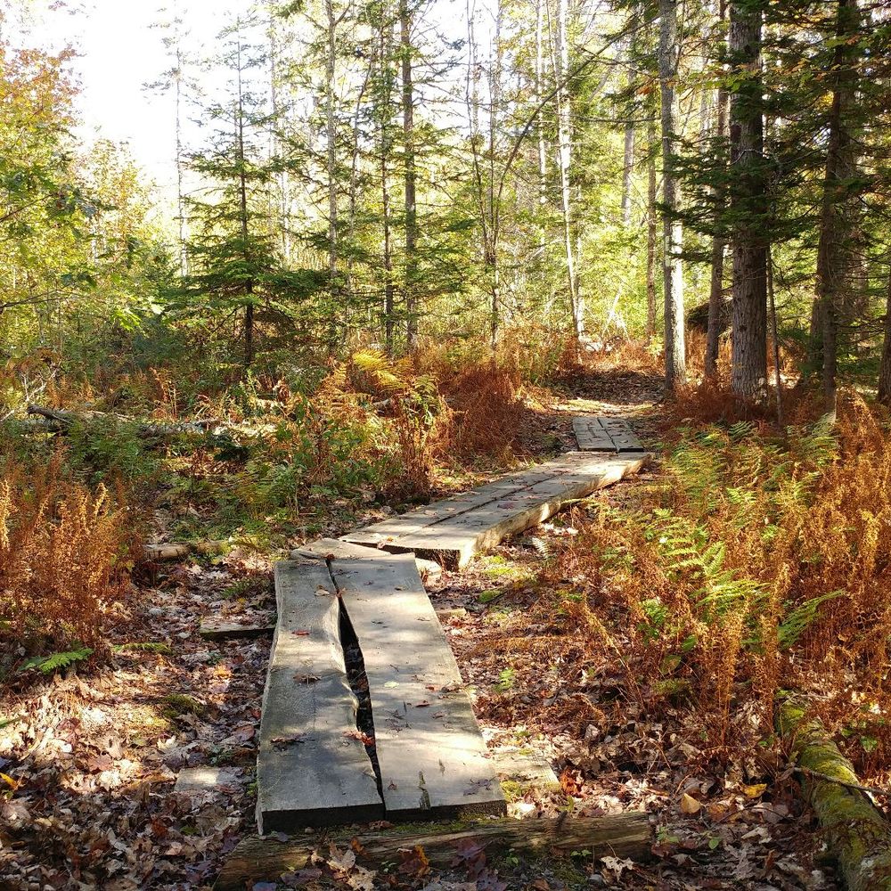 Widgeon Cove Trail - Parallel plank path. - Hiking Near Me - Harpswell, Maine Widgeon Cove Trail - Parallel plank path. - Hiking Near Me - Harpswell, Maine