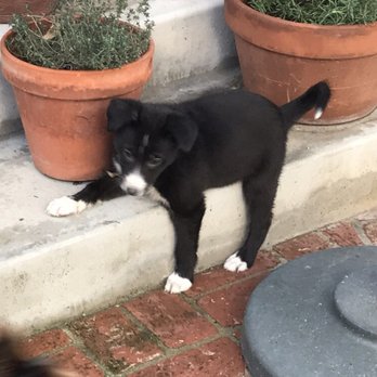 Karma Dog Training - Pet Training Near Me - Marina Del Rey, California Karma Dog Training - Pet Training Near Me - Marina Del Rey, California