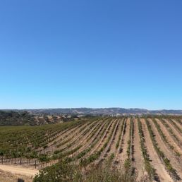 Vineyard