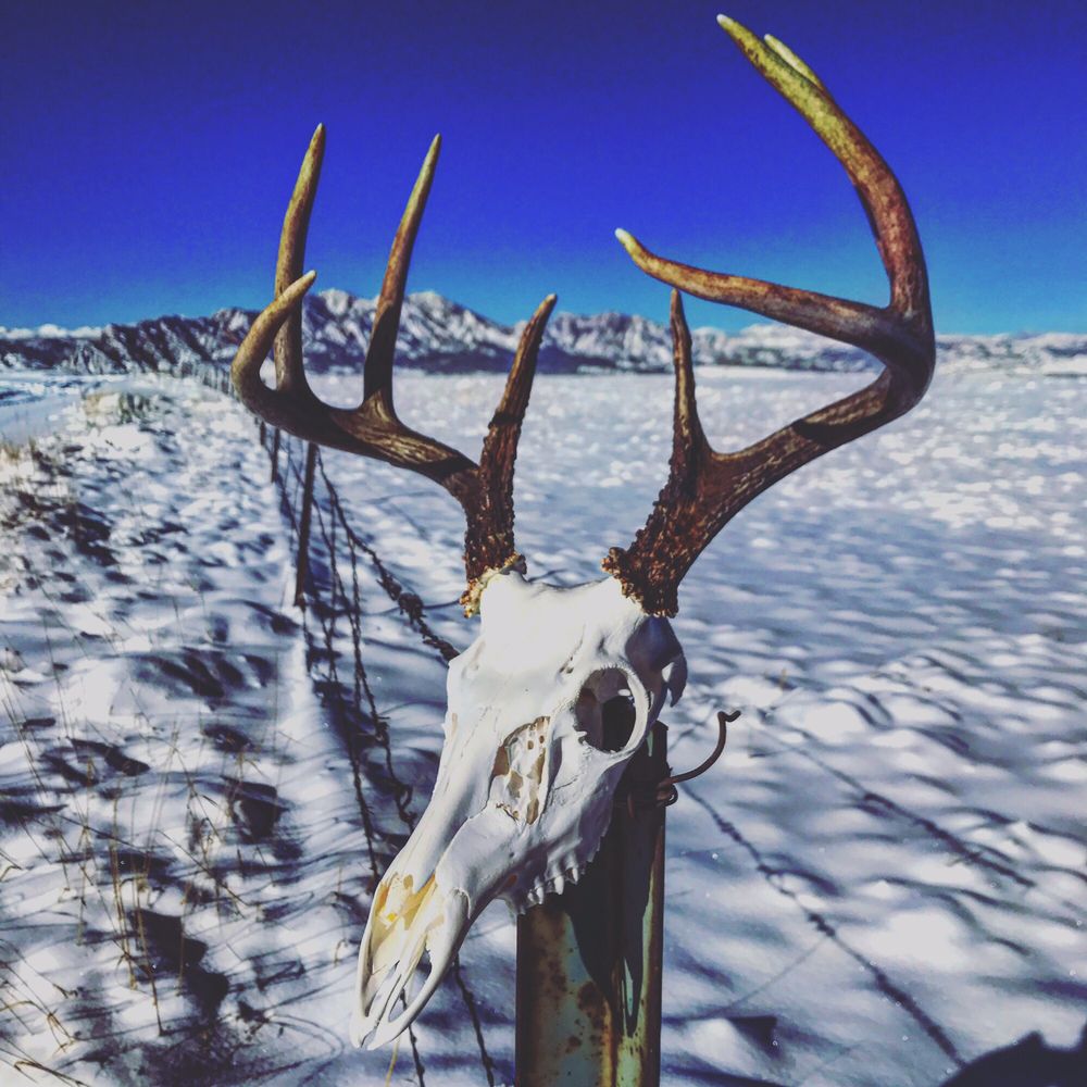 Artworks Taxidermy - taxidermy in Broomfield, CO