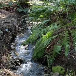 Sheldon Creek Recreation Site - Sheldon creek?