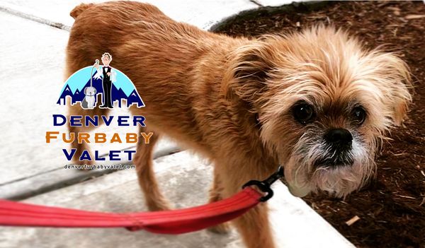 Denver Furbaby Valet