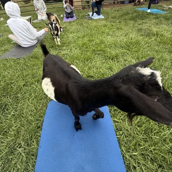 Jams Goat Yoga - Yoga Near Me - Omaha, Nebraska