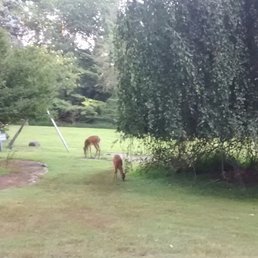 Here a Deer, There a Deer... Here a Deer, There a Deer...