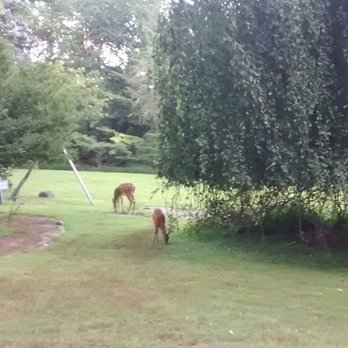 James McFaul Environmental Center - Here a Deer, There a Deer... - Parks Near Me - Wyckoff, New Jersey James McFaul Environmental Center - Here a Deer, There a Deer... - Parks Near Me - Wyckoff, New Jersey