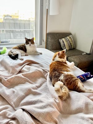 Element Denver Downtown East by null