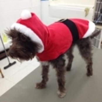 Precious Pets Grooming Salon - Book now for your Christmas groom! - Pet Groomers Near Me - Kamloops, British Columbia Precious Pets Grooming Salon - Book now for your Christmas groom! - Pet Groomers Near Me - Kamloops, British Columbia