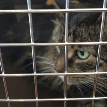 Rau Animal Hospital - Cuppie going into Rau! - Veterinarians Near Me - Glenside, Pennsylvania Rau Animal Hospital - Cuppie going into Rau! - Veterinarians Near Me - Glenside, Pennsylvania