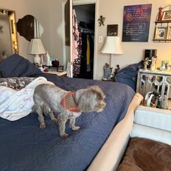 SNIFFERS Doggie Retreat - Ready to get I. His bed and sleep