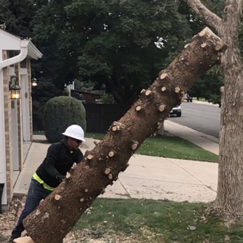 United Tree Service - Tree Services Near Me - Aurora, Colorado