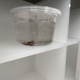 Dead fish Dead fish