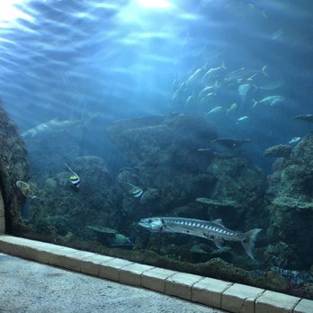Downtown Aquarium - baracuda fish tank - Museums Near Me - Denver, Colorado