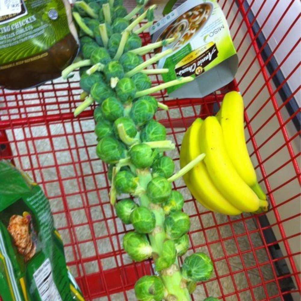 Trader Joe's - Bean sprouts - Grocery Near Me - Brea, California Trader Joe's - Bean sprouts - Grocery Near Me - Brea, California
