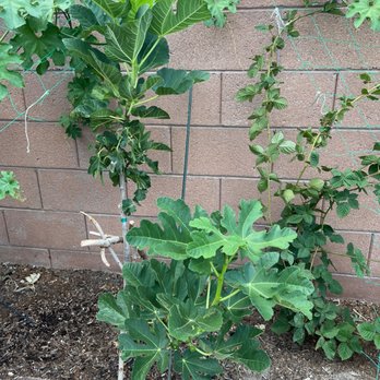 Star Nursery - Nurseries & Gardening Near Me - Las Vegas, Nevada Star Nursery - Nurseries & Gardening Near Me - Las Vegas, Nevada