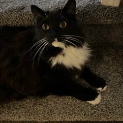 Aussie Pet Mobile of Pierce County - He's pouting on the stairs