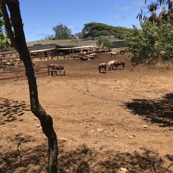 Gunstock Ranch - Horseback Riding Near Me - Laie, Hawaii Gunstock Ranch - Horseback Riding Near Me - Laie, Hawaii