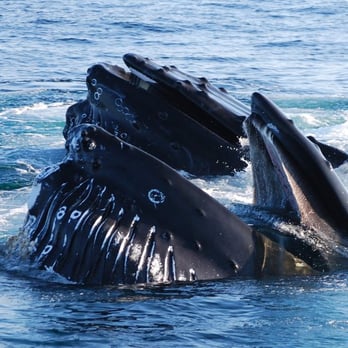 Dolphin Fleet - humpback whales! - Boat Charters Near Me - Provincetown, Massachusetts