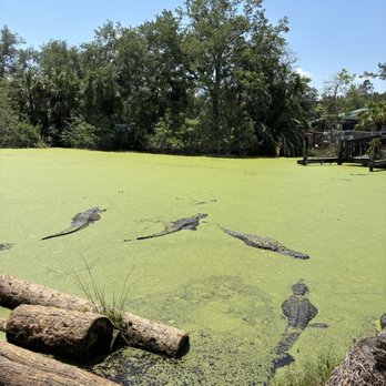 JUNGLE ADVENTURES - Updated July 2025 - 342 Photos & 131 Reviews - 26205 E Colonial Dr ...