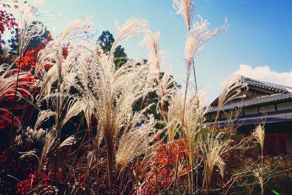 Yoshikien Garden by null