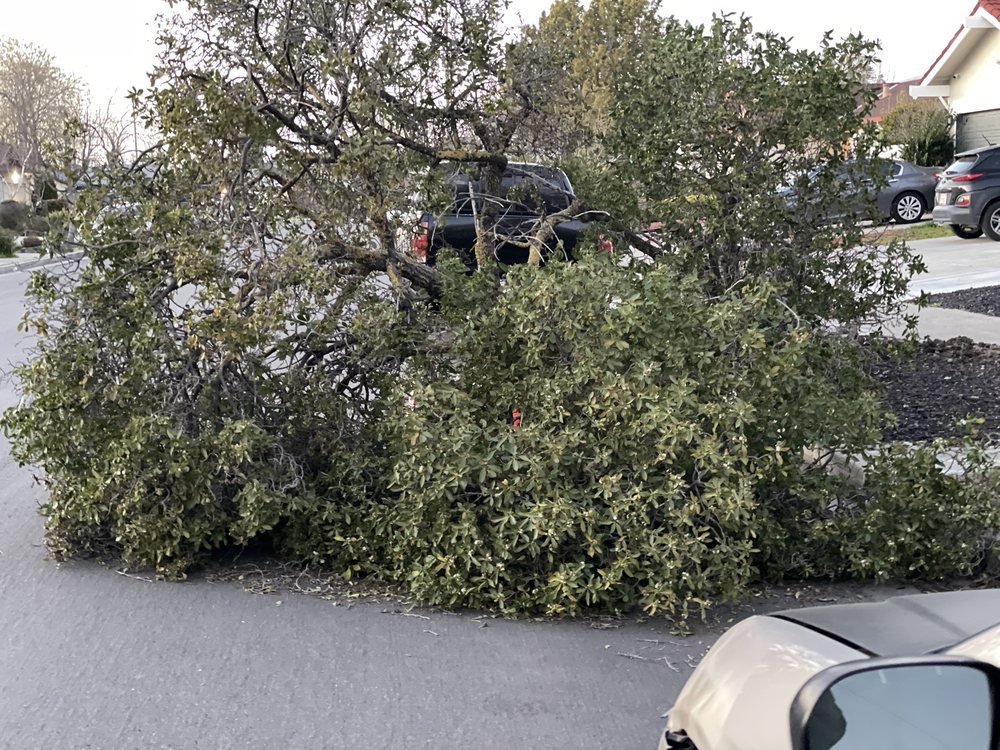 Slide of Ramirez Tree Service 