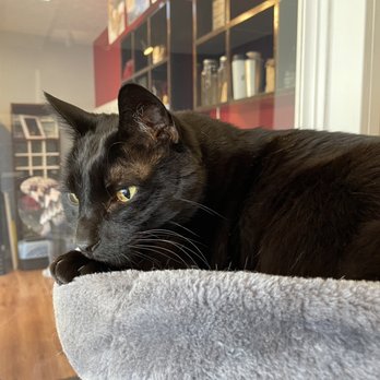 AFFOGATO CAT CAFÉ - Updated February 2026 - 198 Photos & 65 Reviews