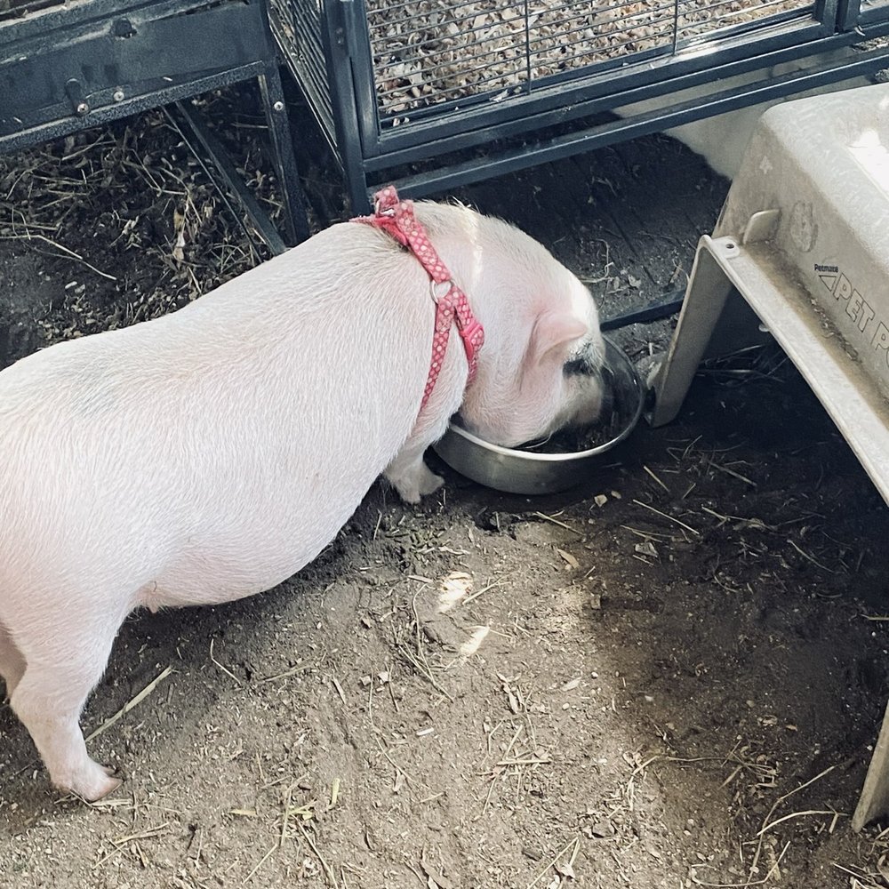 ​Happi Farm - Community Service/Non-Profit Near Me - Davie, Florida
