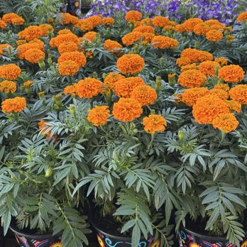 The Home Depot - Marigolds (check the pots) - Nurseries & Gardening Near Me - Phoenix, Arizona The Home Depot - Marigolds (check the pots) - Nurseries & Gardening Near Me - Phoenix, Arizona
