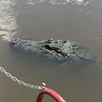 Jean Lafitte Swamp Tour - Up close and personal with the Gators - Boat Tours Near Me - Marrero, Louisiana