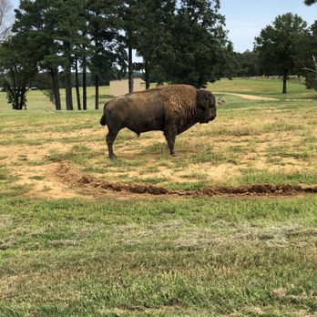 Safari Wild Animal Park - Parks Near Me - Como, Mississippi Safari Wild Animal Park - Parks Near Me - Como, Mississippi